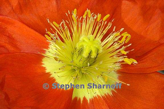 iceland poppy 2 graphic